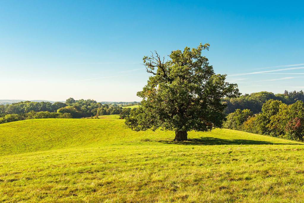 Landschaft mit Koppel und Bäumen bei Hohen Demzin | Landschaft mit Koppel und Bäumen bei Hohen Demzin.