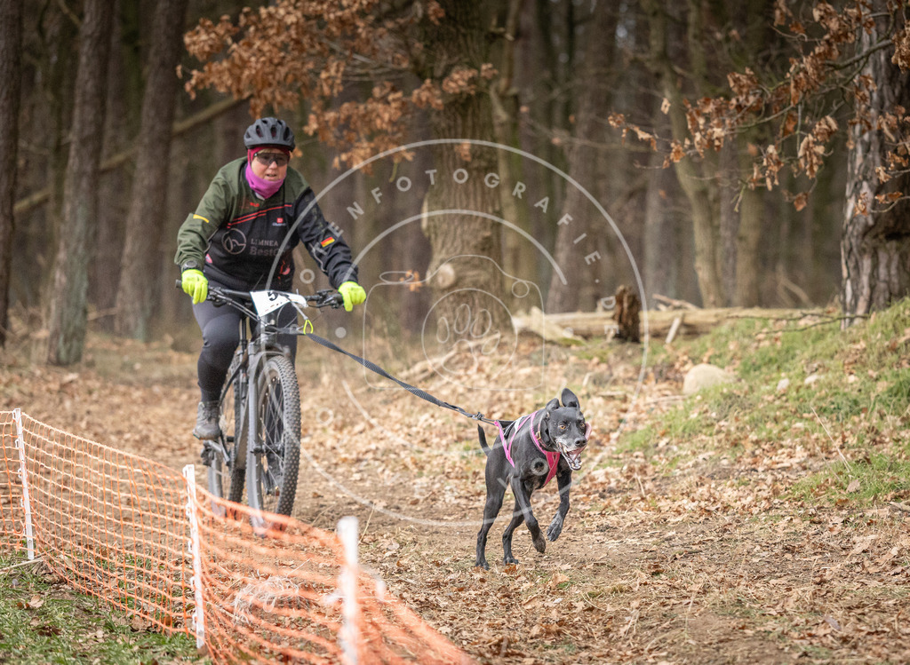 Pfotenfotografie_DV3A1901 | Hundefotografie, Tierfotograf, Pfotenfotografie, Fotoshooting Hund, Hunde Portrait, Hundesport, Hundeportraits, Heideshooting, Hunde, Sportfotograf, Hundefotograf, Turnierhundsport, THS,  - Realisiert mit Pictrs.com