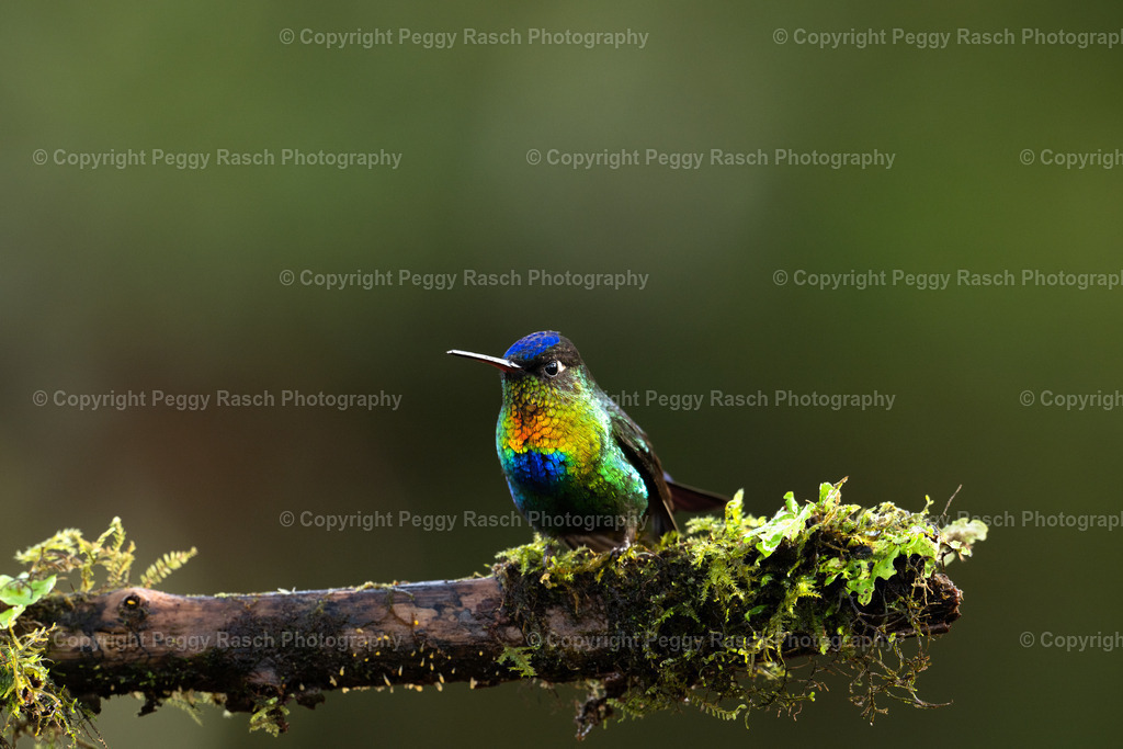 Kolibris (3 von 32) (4) | PeggyRaschPhotography - Realisiert mit Pictrs.com