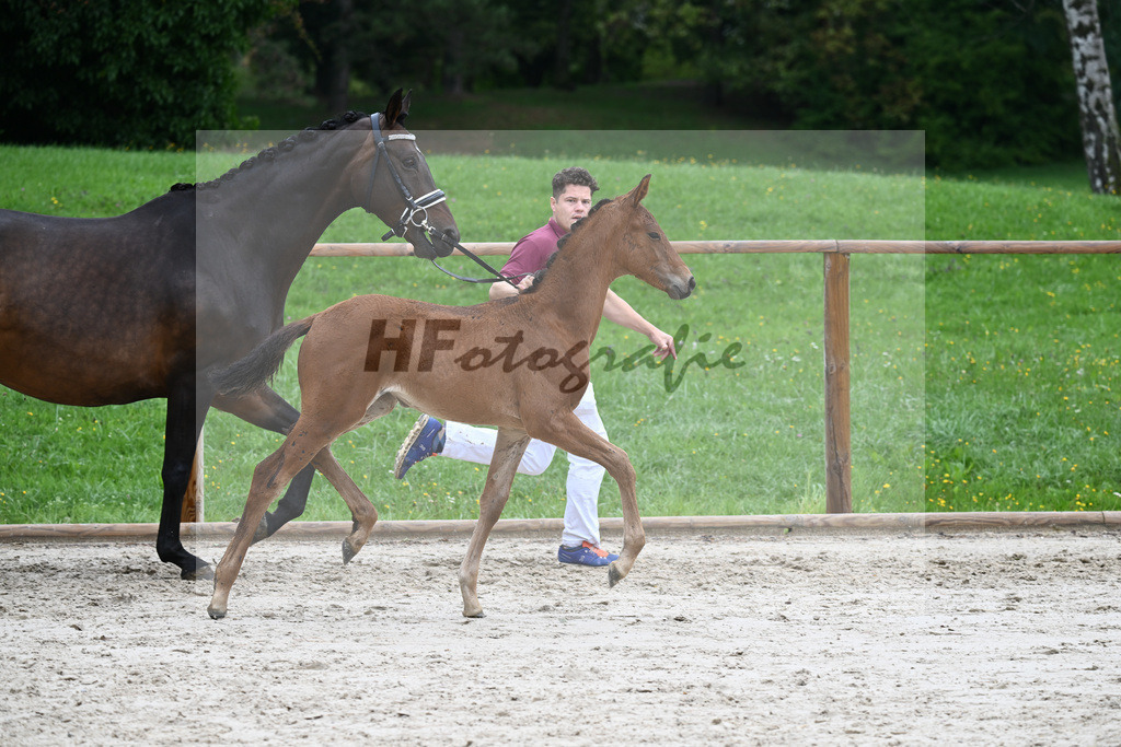Kat-Nr. nn SF Vitalos_Kopp_25230418 | hf-fotografie - Realizzato con Pictrs.com
