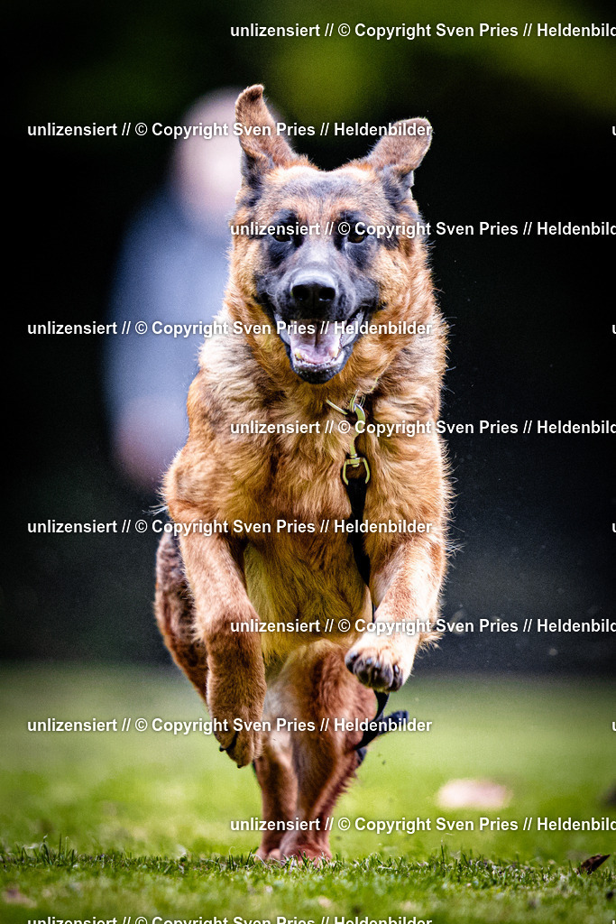 Sven Pries | 2025-10-03 - Hunderennen Obergrombach - Realisiert mit Pictrs.com