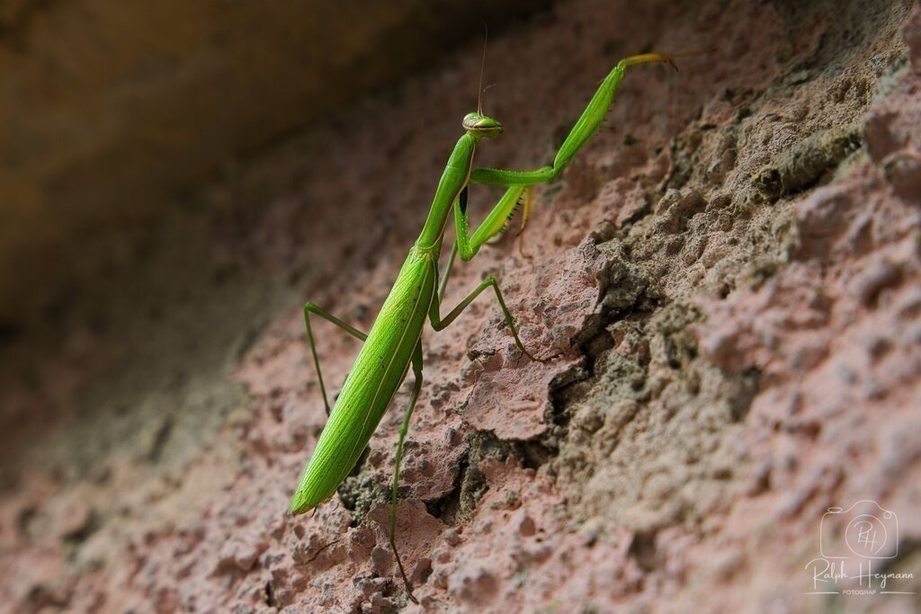 DSC01101 | Ich fotografiere leidenschaftlich Landschaften, Architektur, Portraits und Tiere - Realisiert mit Pictrs.com