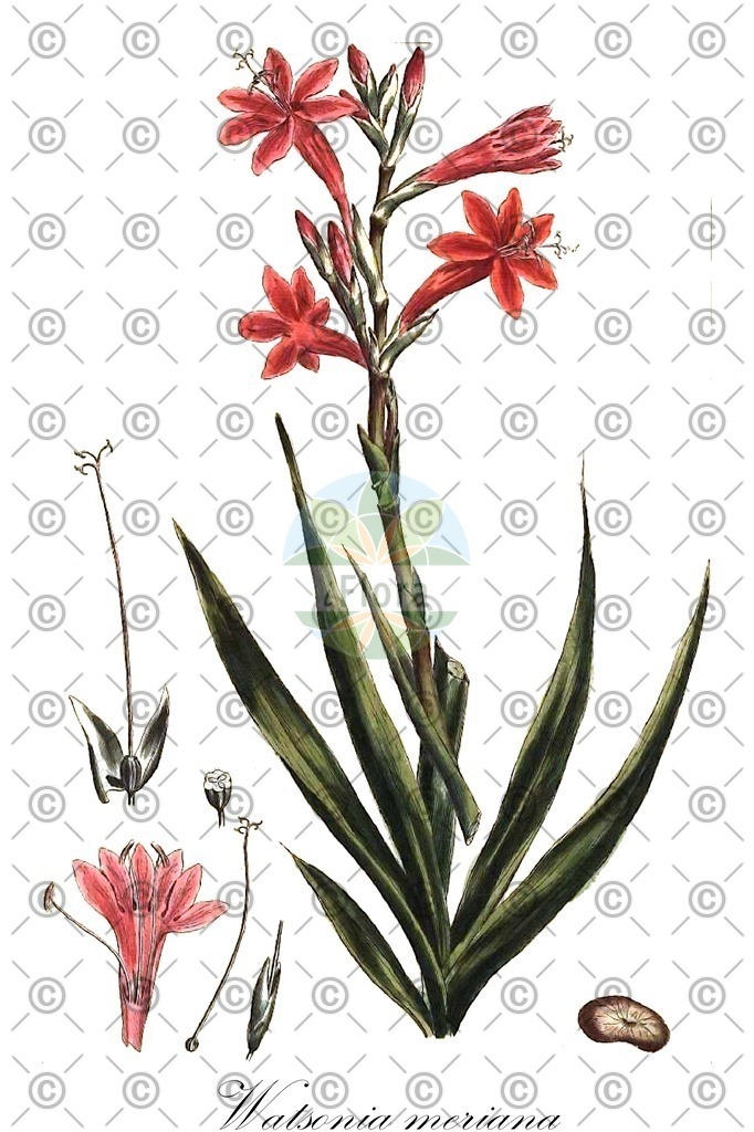 HistAbb_wfo-0001237608_1_ENZY_Simple | Historische Abbildung von Watsonia meriana - Iridaceae | Historical Illustration of Watsonia meriana - Iridaceae