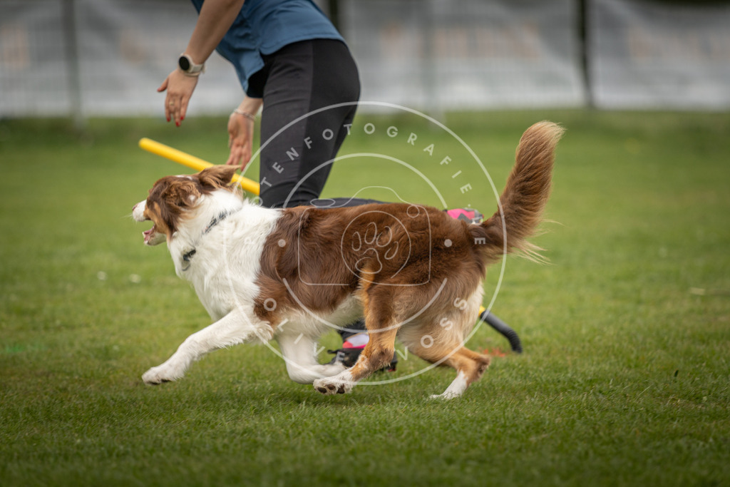 Pfotenfotografie_DV3A0276 | Hundefotografie, Tierfotograf, Pfotenfotografie, Fotoshooting Hund, Hunde Portrait, Hundesport, Hundeportraits, Heideshooting, Hunde, Sportfotograf, Hundefotograf, Turnierhundsport, THS,  - Realisiert mit Pictrs.com