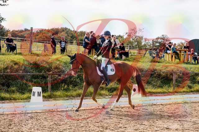 2026_10_03_Siefer-Hof_133000_Z63_91793403 | Professionelle Reitsport-, Turnier- und Eventfotografie von Robert Broda. Galerien mit ausgewählten und bearbeiteten Bildern direkt online ansehen und bestellen.