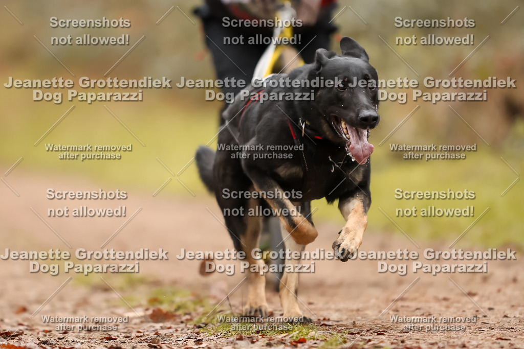Dog Paparazzi - Speedhunter Mannheim  2025-441 | Dog Paparazzi Jeanette Grottendiek Fotografie & Videografie