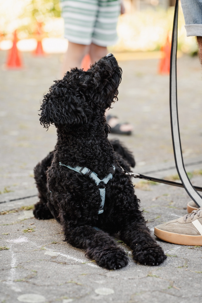 20260426-145 | MuT (Mensch und Tier) mit Mona - Fotografie und Tierkommunikation - Realisiert mit Pictrs.com