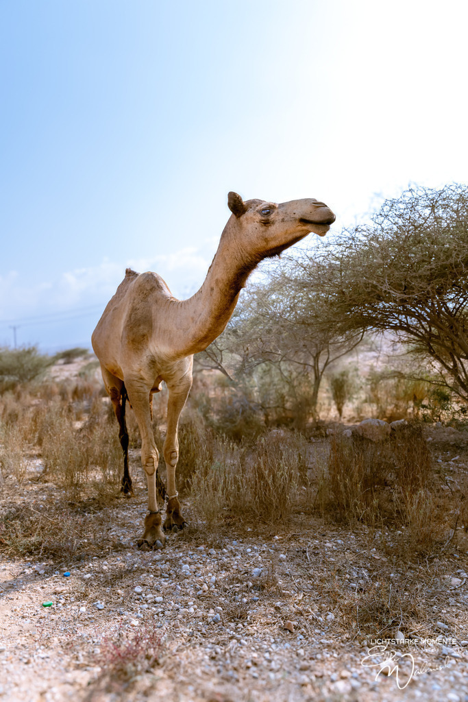 irgendwo zwischen Quriyat und Sur | Herzlich willkommen auf meiner Seite! Ich bin Elke Wallnisch, Deine Fotografin für lichtstarke Momente. Der Name steht für alles, was mich mit der Fotografie verbindet: Das Licht und seine machtvolle Wirkung auf eine Situation oder unsere Stimmung - Realisiert mit Pictrs.com