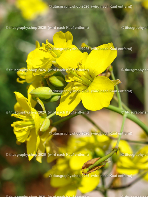 titusgraphy_P7173112-vz-ln | titusgraphy-shop: Geschenkideen mit Qualitätsfotos. titusgraphy-shop: gift ideas with quality photos. titusgraphy-shop: idées cadeaux avec photos de qualité.  - Realisiert mit Pictrs.com