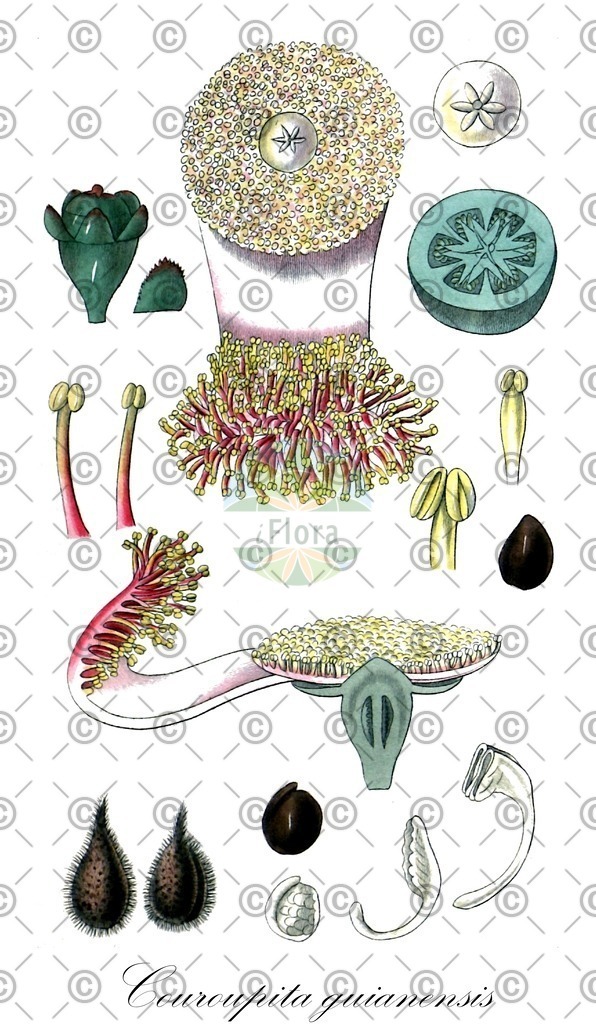 HistAbb_wfo-0000775148_1_ENZY_Simple | Historische Abbildung von Couroupita guianensis - Lecythidaceae | Historical Illustration of Couroupita guianensis - Lecythidaceae