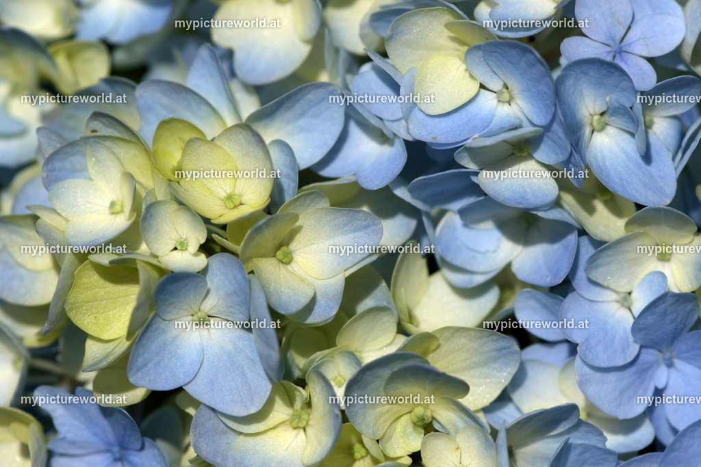 Hortensie-003 | Das Bilderarchiv über Tiere, Planzen und Landschaften. In der Bilddatenbank finden Sie ein große Auswahl an hochwertigen Bilder für Ihre Werbung - Realisiert mit Pictrs.com