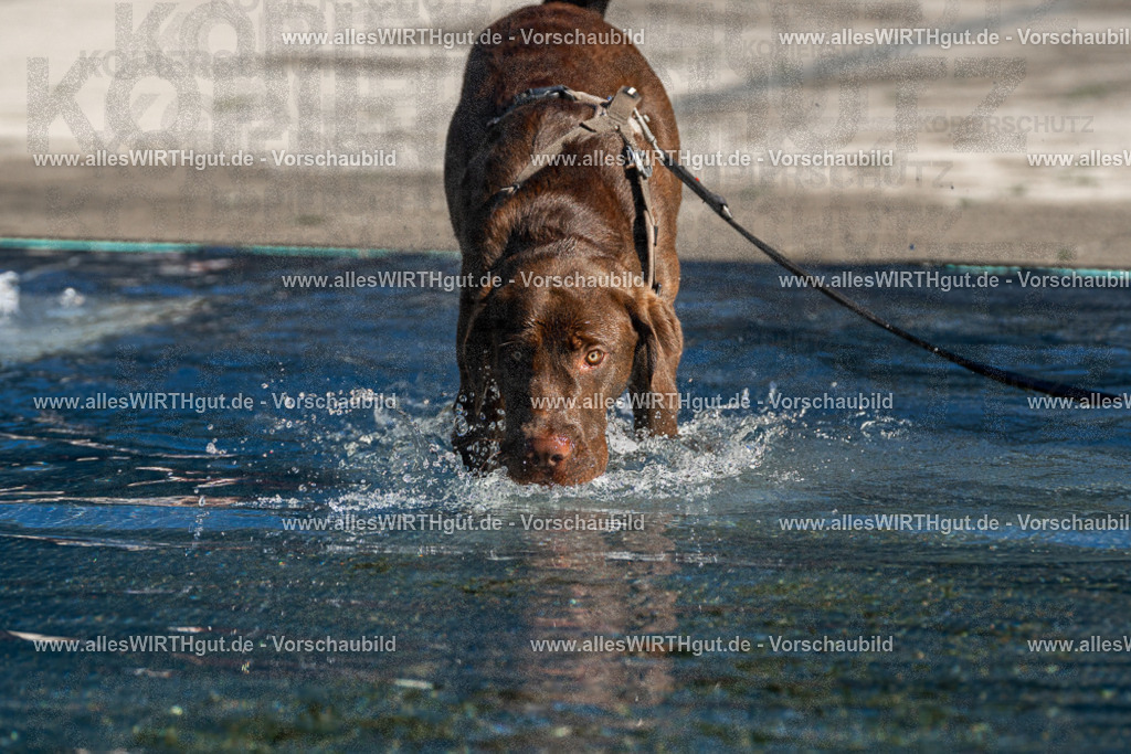Hundeschwimmen_Volksbad_2026-allesWIRTHgut_Tierfotografie-2609061040-FAY05977 | Professionelle Tierfotografie in Mönchengladbach von Daniel Wirth (allesWIRTHgut). Liebevolle & natürliche Bilder von Hunden & Katzen für unvergessliche Erinnerungen.