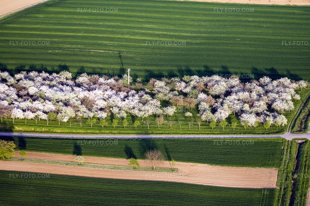Aerial view: View of the town in Reimerswiller in the state Bas-Rhin, France.Photo: IMG_10649.jpg taken on 05/04/2008 by Werner Riehm/FLY-FOTO.comResolution of the original: 3231 x 2154 px
