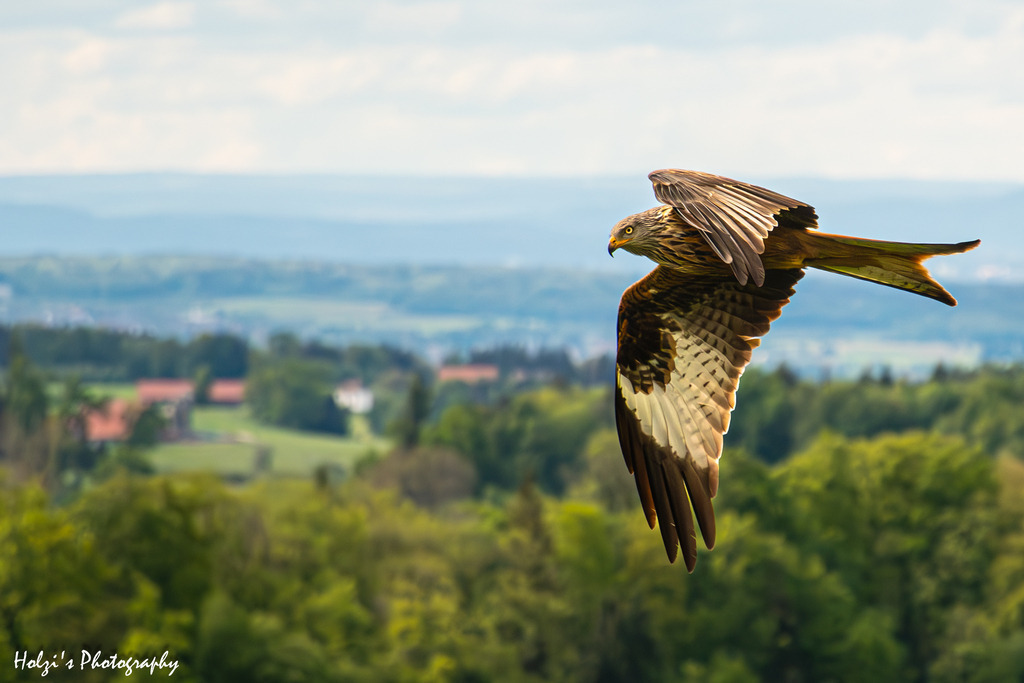 Rotmilan | Holzisphotography, Landschaftsfotografie, Wildlifefotogorafie - Realisiert mit Pictrs.com