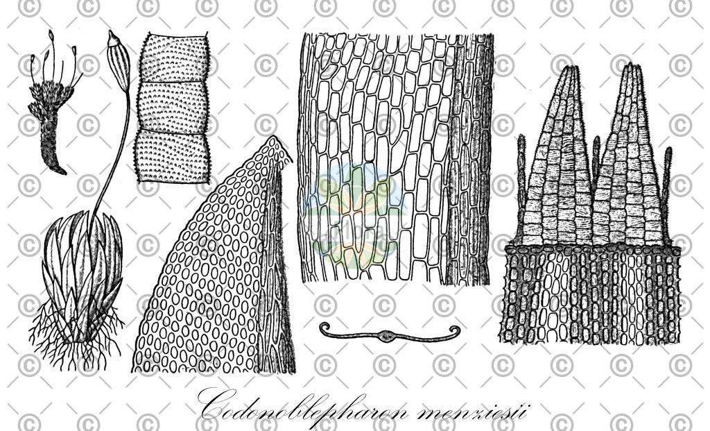 HistAbb_wfo-0000749054_1_ENZY_Simple | Historische Abbildung von Codonoblepharon menziesii - Orthotrichaceae | Historical Illustration of Codonoblepharon menziesii - Orthotrichaceae