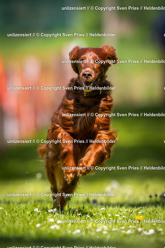 Hunderennen_April_2026_67 | 2026-04-26 - Hunderennen Baden-Oos April 2026 - Realisiert mit Pictrs.com
