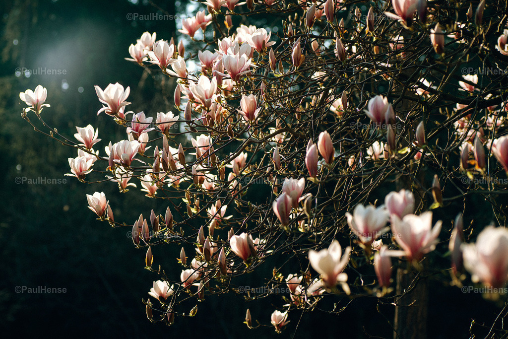 20220324_PaulHense_S0035_DSC03522 | paulhense - Realisiert mit Pictrs.com