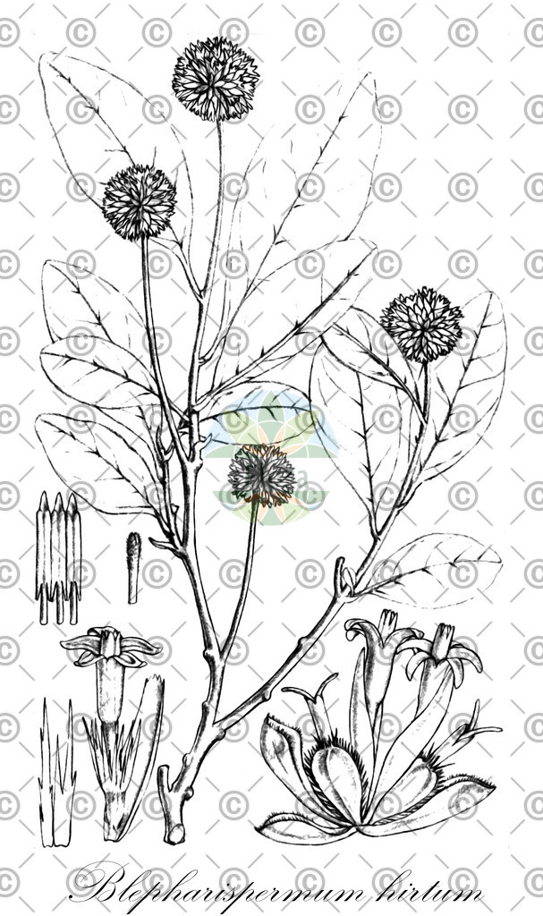 HistAbb_wfo-0000566785_1_ENZY_Simple | Historische Abbildung von Blepharispermum hirtum - Asteraceae | Historical Illustration of Blepharispermum hirtum - Asteraceae
