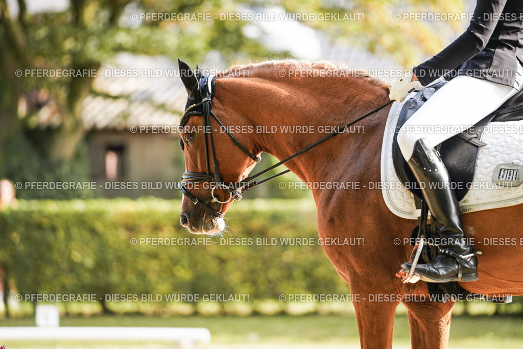 DSC05844 | Pferdegrafie