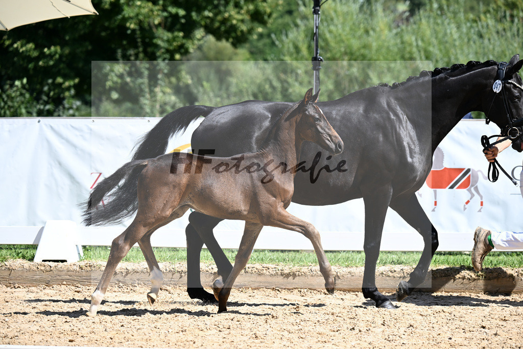 Kat-Nr. 47 Va Bene x Sandro Hit_HF_Schorer_29251361 | hf-fotografie - Realizzato con Pictrs.com