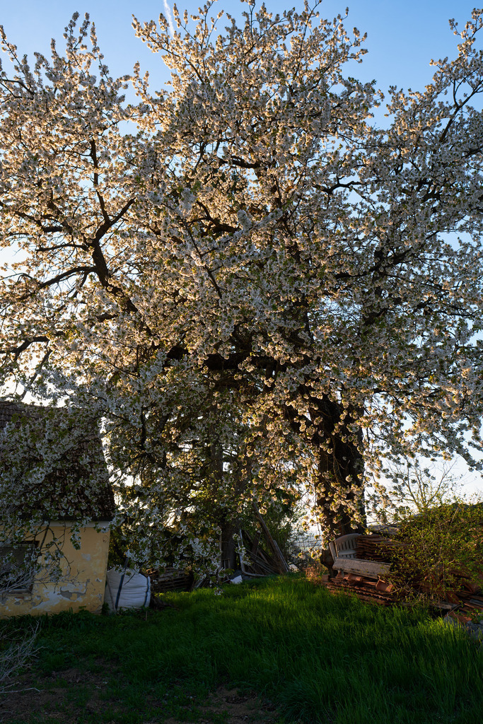 Weiss blühender Baum neben Bauernhof | Burgenland, Austria - April 17, 2022: Weiss blühender Baum neben Bauernhof. - Realisiert mit Pictrs.com