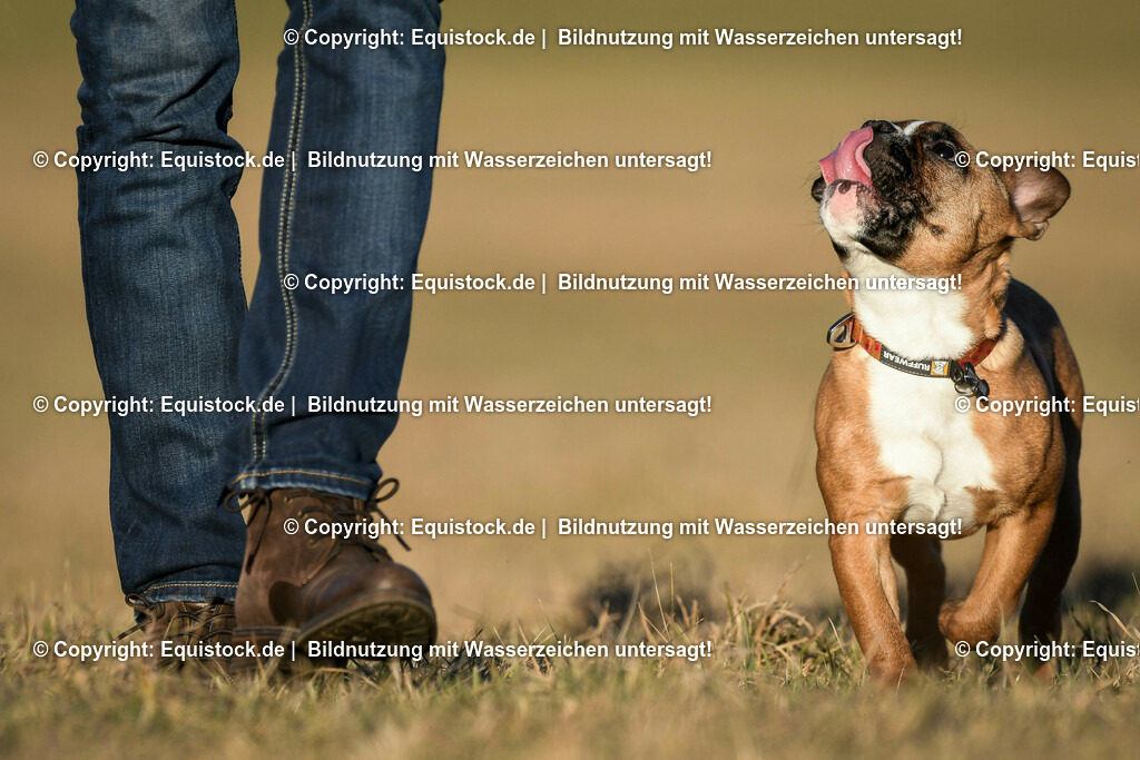 20190217_Hund_0038 | Foto: Thomas Hartig