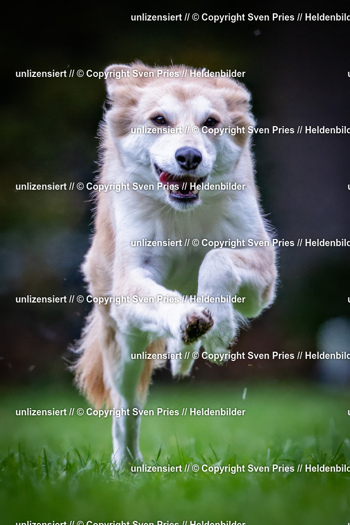 Sven Pries | 2024-10-19 - Hunderennen Ober-Grombach - Realisiert mit Pictrs.com