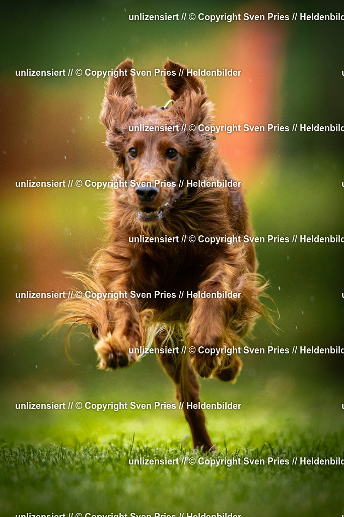 Sven Pries | 2025-09-21 - Hunderennen Baden-Oos - Realisiert mit Pictrs.com