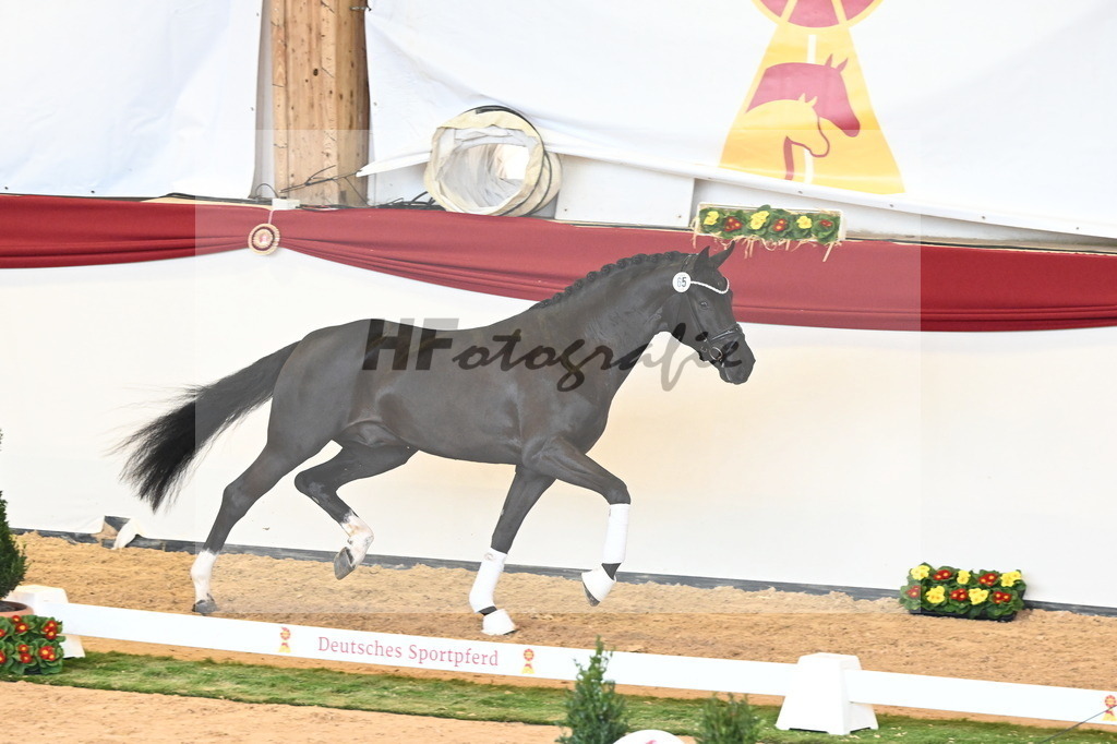 Kat.-Nr. 65 v. Springbank II VH_Reichert_2240833 | hf-fotografie - Realisiert mit Pictrs.com