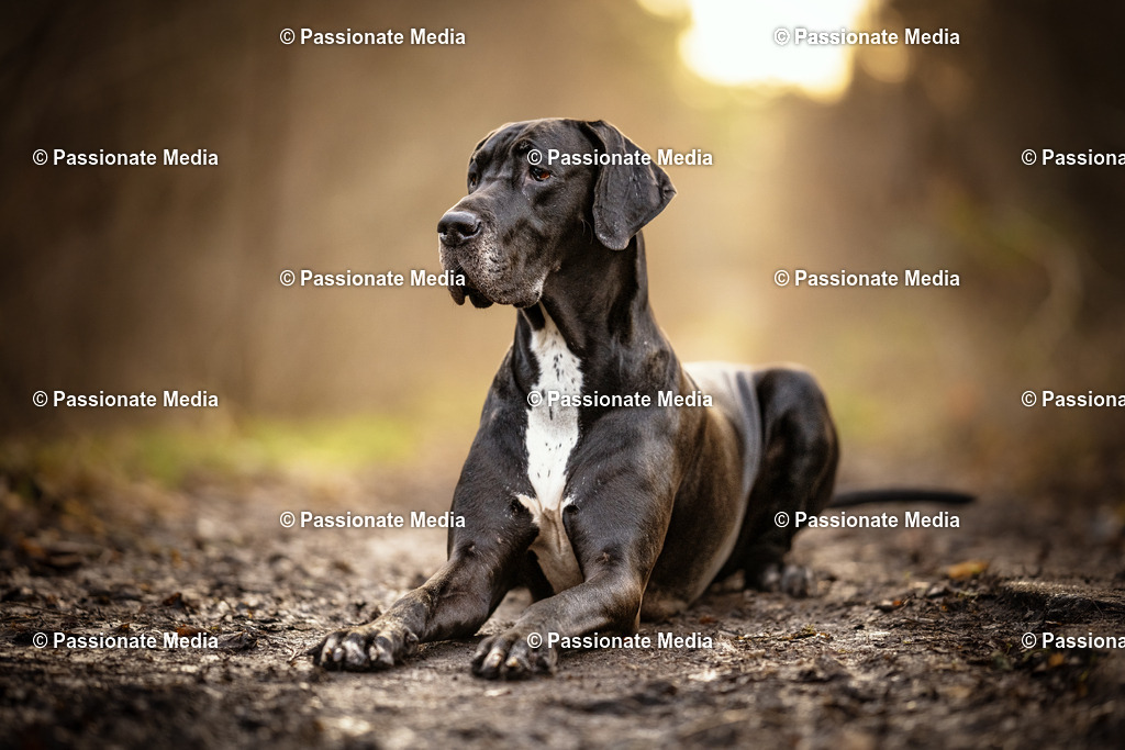 DSC01007 | Passionate Media, dein Fotograf aus Brandenburg, Märkisch Oderland, im Bereich Motorsport, Autos und Motorräder sowie Events und auch Hunde. Shootings oder auch Eventbegleitungen können bei mir gebucht we