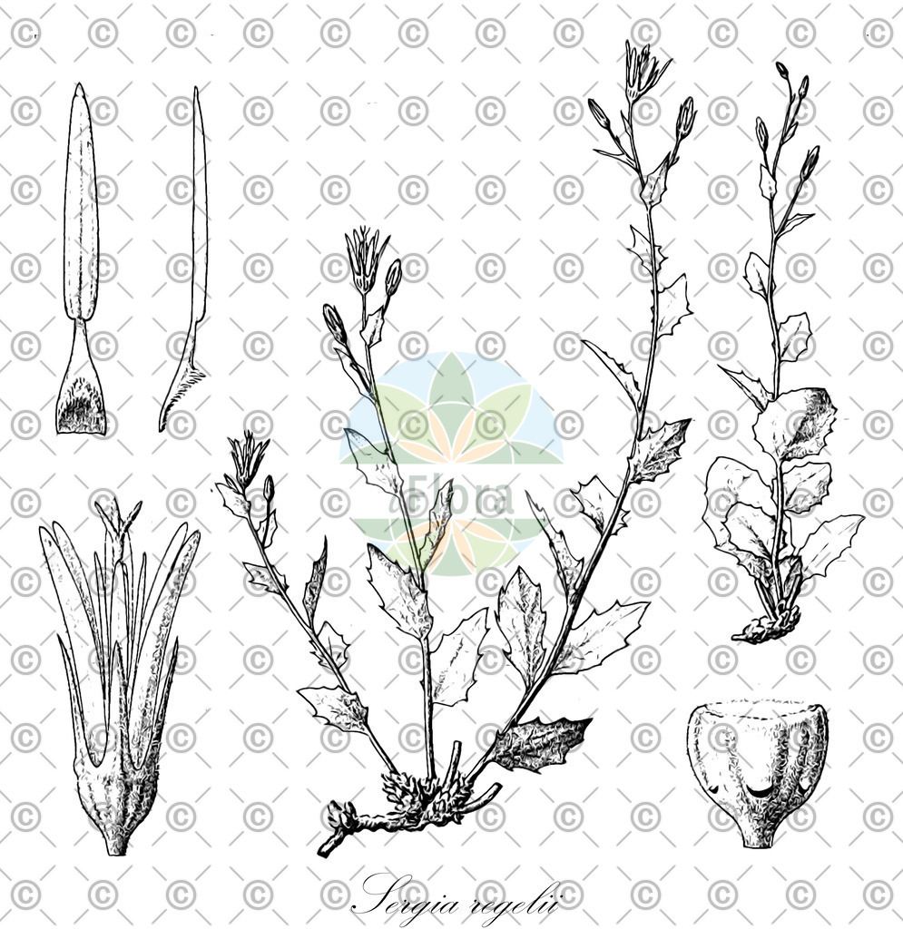 HistAbb_wfo-0000309577_1_ENZY_Simple | Historische Abbildung von Sergia regelii - Campanulaceae | Historical Illustration of Sergia regelii - Campanulaceae