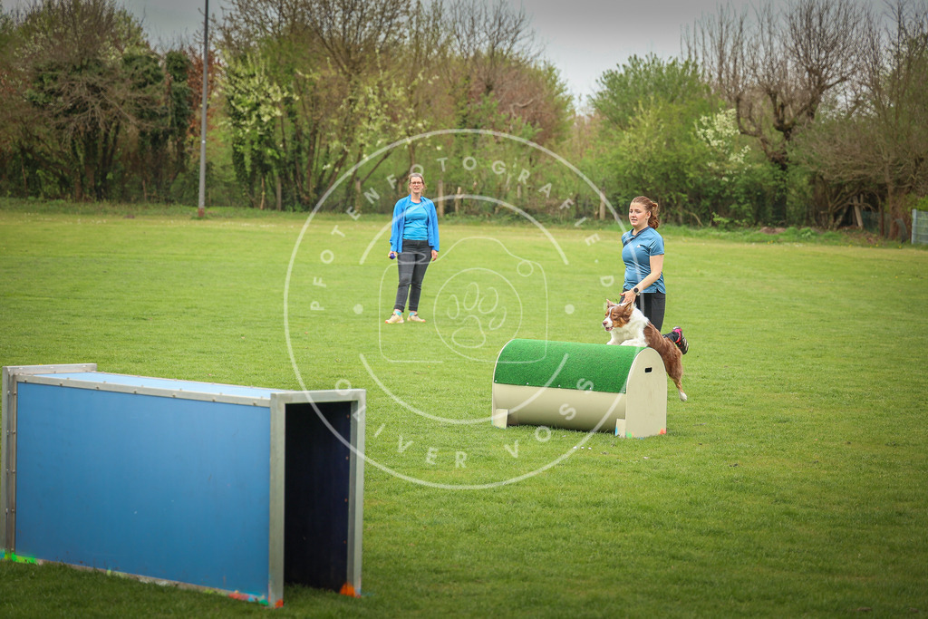 Pfotenfotografie_0L8A9740 | Hundefotografie, Tierfotograf, Pfotenfotografie, Fotoshooting Hund, Hunde Portrait, Hundesport, Hundeportraits, Heideshooting, Hunde, Sportfotograf, Hundefotograf, Turnierhundsport, THS,  - Realisiert mit Pictrs.com