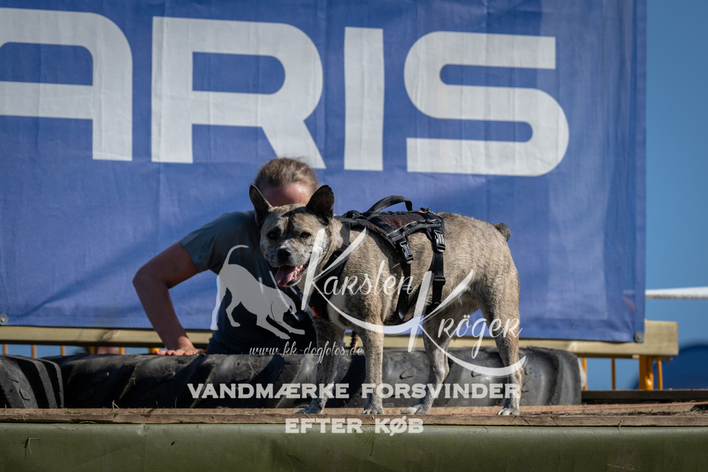 1022_ZZ98371 | kk-dogfotos