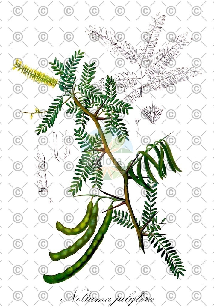 HistAbb_wfo-0000382378_1_ENZY_Simple | Historische Abbildung von Neltuma juliflora - Fabaceae (Algarroba-Baum;Mesquite-Baum) | Historical Illustration of Neltuma juliflora - Fabaceae