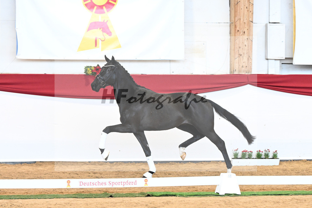Kat-Nr. 45 Raven x Everdale_Rakelbusch_43230766 | hf-fotografie - Realisiert mit Pictrs.com