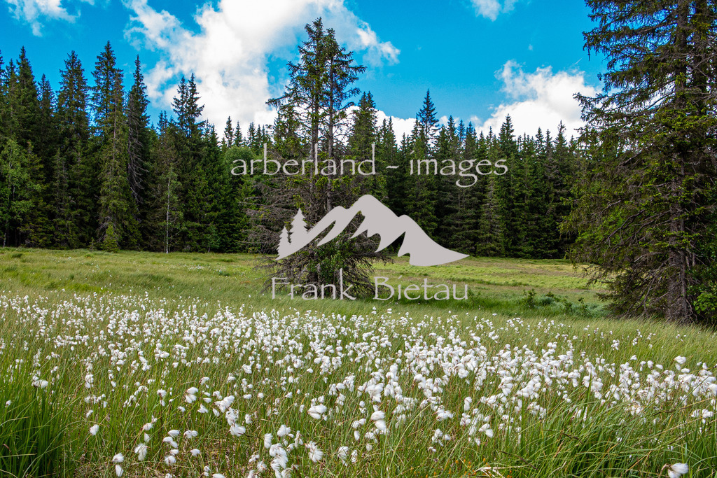 IMG_7101 | Sommer in den weiten Waldgebieten im Böhmerwald
