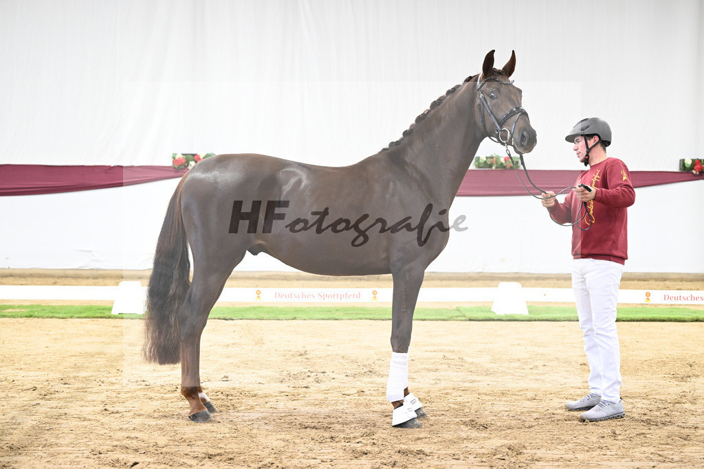 Kat-Nr. 108 Viva Gold x Floricello_Oliver Schmoee_47253446 | hf-fotografie - Realisiert mit Pictrs.com