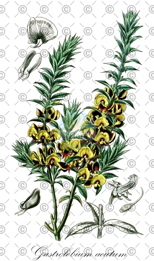 HistAbb_EMP_7712572_SRC_Schlechtendal_FLORAD_SIMPLE | Historische Abbildung von Gastrolobium acutum - Fabaceae | Historical Illustration of Gastrolobium acutum - Fabaceae