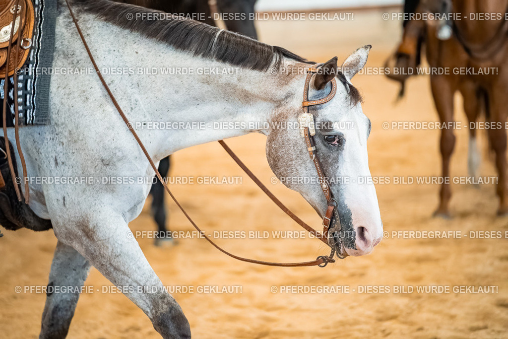 DSC00212 | Pferdegrafie