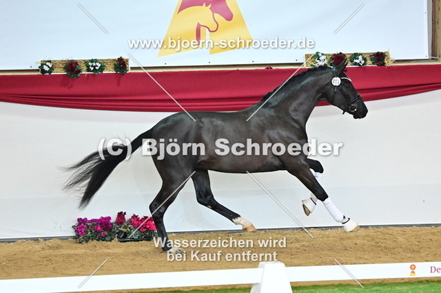 68_Secret - Dancier_787_4596 | Björn Schroeder Pferdefotografie