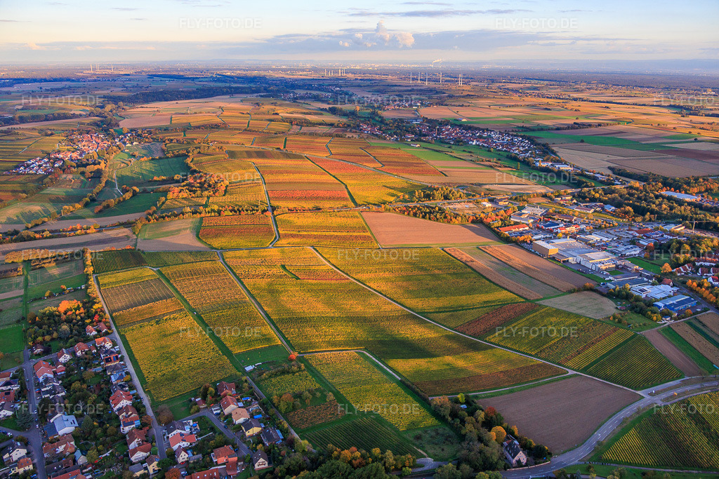 Luftbild: herbstlich gerfärbte Weinberge zwischen Niederhorbach und Kapellen-Drusweiler in Niederhorbach im Bundesland Rheinland-Pfalz in Deutschland. – Foto: IMG_150378.jpg vom 15.10.2025 durch Werner Riehm/FLY-FOTO.de – Auflösung des Originals: 5917 x 3944 px