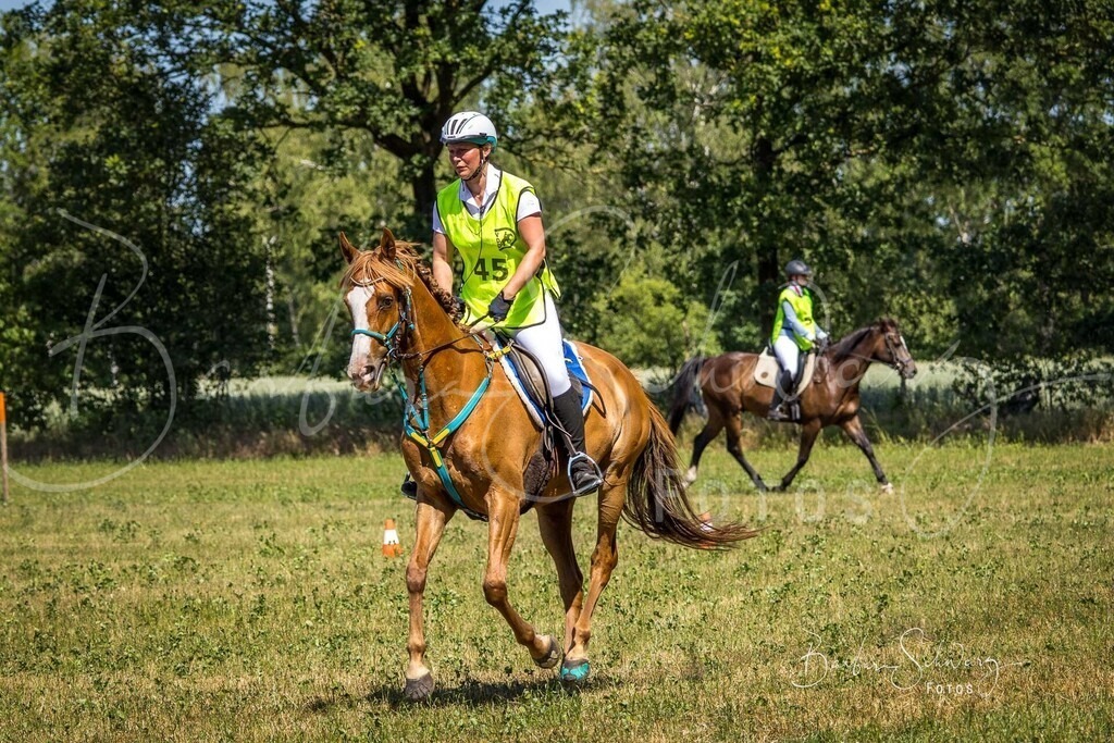 CJP_2026-06-26_78 | Stimmungsvolle Fotografie von Pferden, fotografische Begleitung von Veranstaltungen, Golfturnieren und Distanzritten - Realisiert mit Pictrs.com