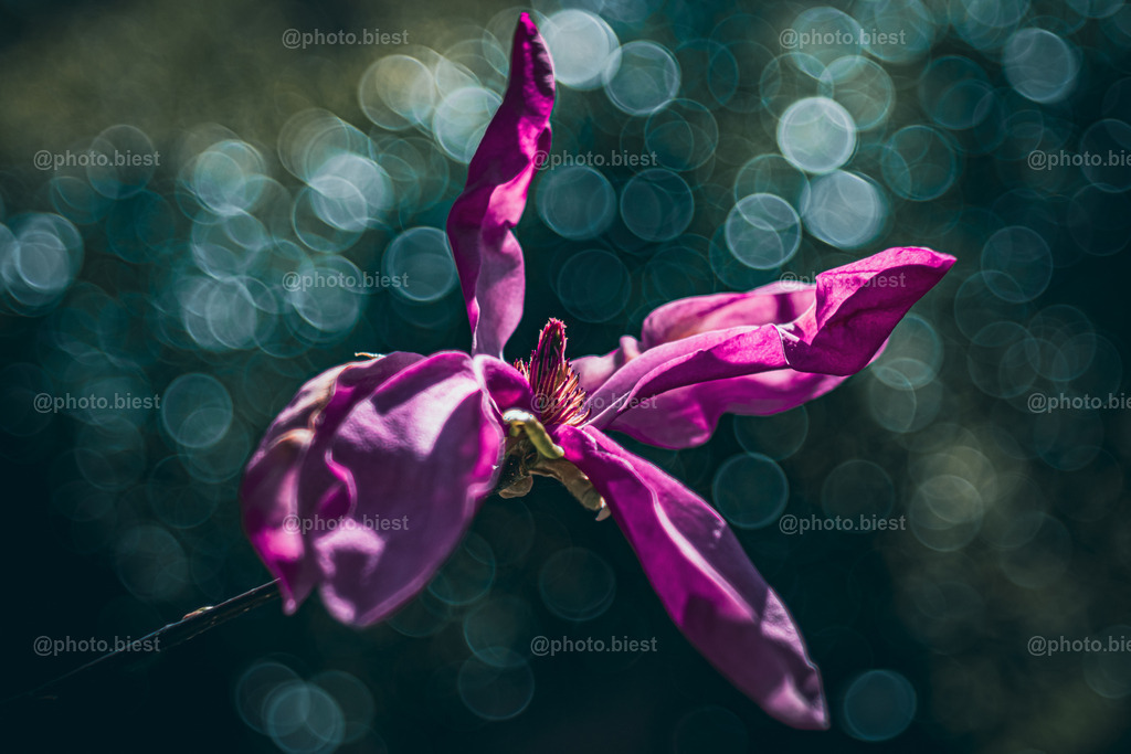 Magnolientraum | Eine geöffnete Magnolienblüte vor einem Meer aus Bubblebokeh. - Realisiert mit Pictrs.com