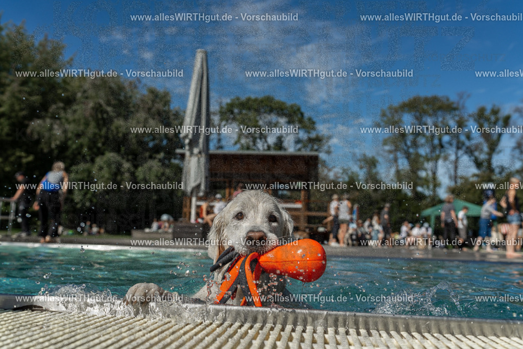 Hundeschwimmen_Volksbad_2026-allesWIRTHgut_Tierfotografie-2609061308-121804-7R500550 | Professionelle Tierfotografie in Mönchengladbach von Daniel Wirth (allesWIRTHgut). Liebevolle & natürliche Bilder von Hunden & Katzen für unvergessliche Erinnerungen.