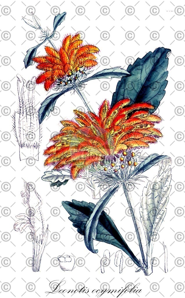 HistAbb_EMP_7531524_SRC_Schlechtendal_FLORAD_SIMPLE | Historische Abbildung von Leonotis ocymifolia - Lamiaceae | Historical Illustration of Leonotis ocymifolia - Lamiaceae