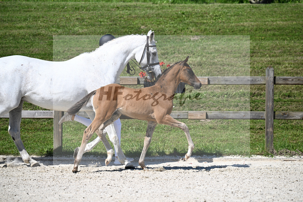 Kat-Nr. 10 Conthargos x Mylord Carthago_HF_Zuchthof Meindl_24250204 | hf-fotografie - Realizzato con Pictrs.com