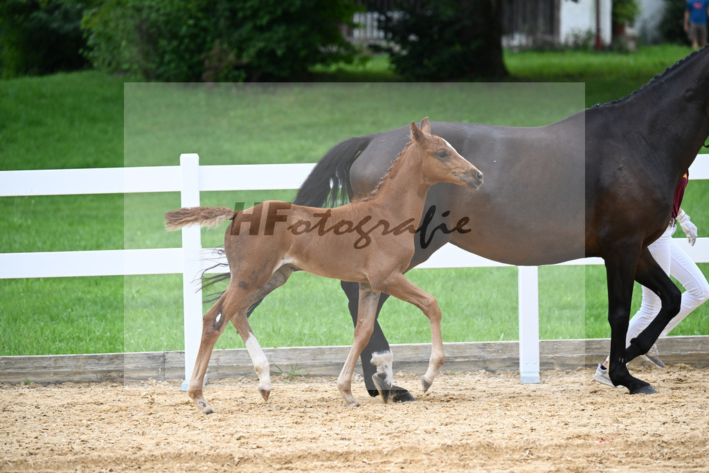 Kat-Nr. 36 Accrocha x Sirtaki_Hensel_27141099 | hf-fotografie - Realisiert mit Pictrs.com