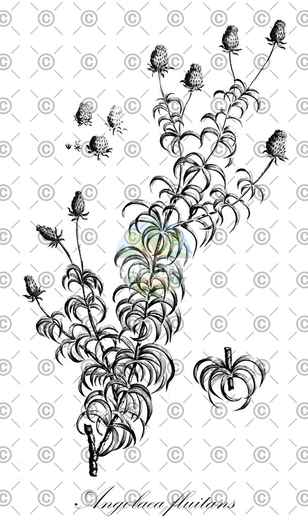 HistAbb_wfo-0000536542_311_ENZY_Simple | Historische Abbildung von Angolaea fluitans - Podostemaceae | Historical Illustration of Angolaea fluitans - Podostemaceae