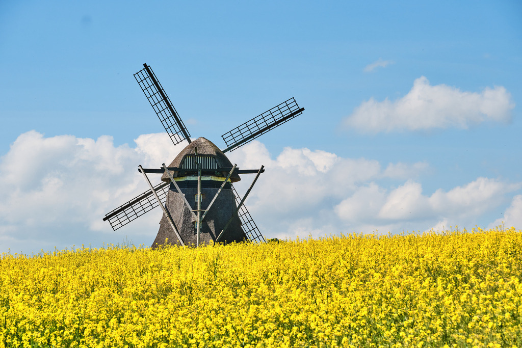 Mühle im Rapsfeld | Entdecken Sie hochwertige Fotoprodukte für Ihr Zuhause, Büro oder als besonderes Geschenk.rpixel.de bietet Ihnen exklusive Fotografien aus den Bereichen Natur, Landschaft und Motiven vom Meer.Einfach direkt im Online-Shop bestellen. - Realisiert mit Pictrs.com