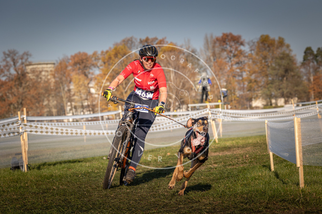 CaniXpix_0L8A4564 | Hundefotografie, Tierfotograf, Pfotenfotografie, Fotoshooting Hund, Hunde Portrait, Hundesport, Hundeportraits, Heideshooting, Hunde, Sportfotograf, Hundefotograf, Turnierhundsport, THS,  - Realisiert mit Pictrs.com